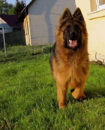 Owczarek Niemiecki długowłosy szczeniak