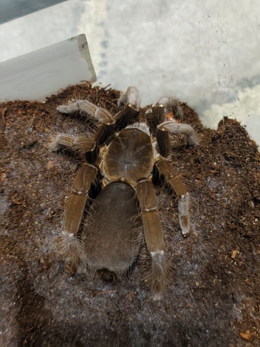 Ptaszniki, redukcja hodowli