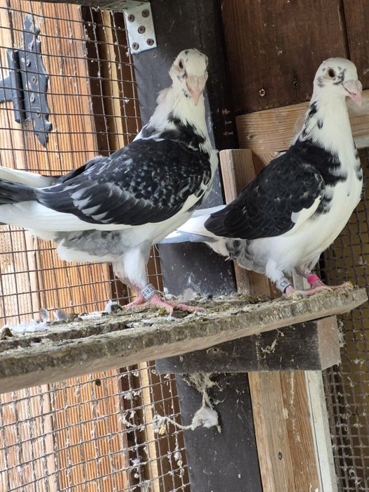 Gołebie Staropolskie