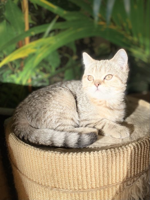 Котенок котята девочка не британская шотландская вислоухая прямоухая