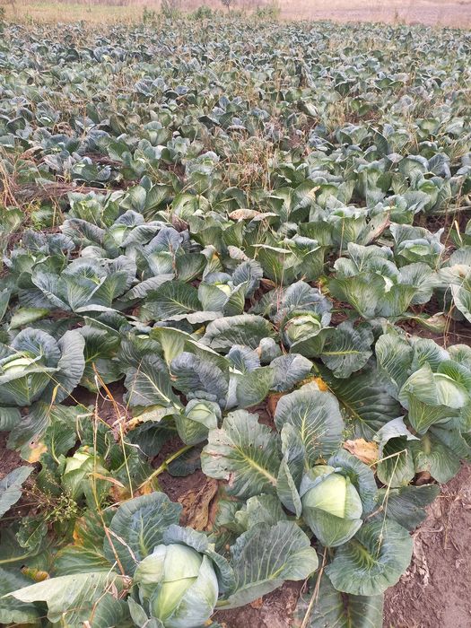 Продам ціна договірна