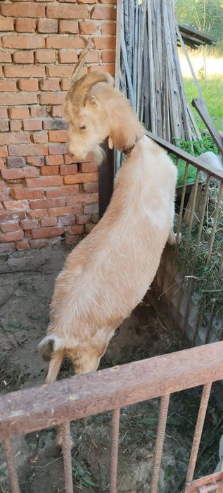Продається хороша велика коза