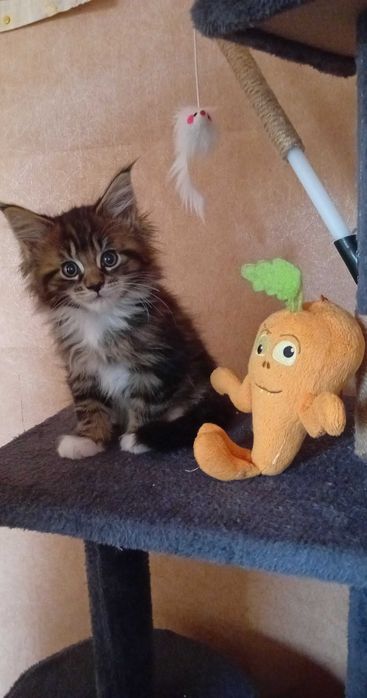 Kotka Maine Coon Clover