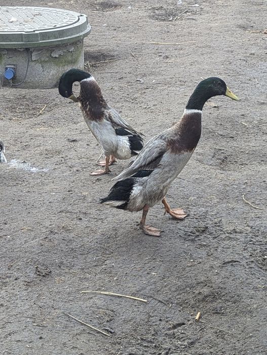 Продам качурів індійського бігунка, 6 місяців