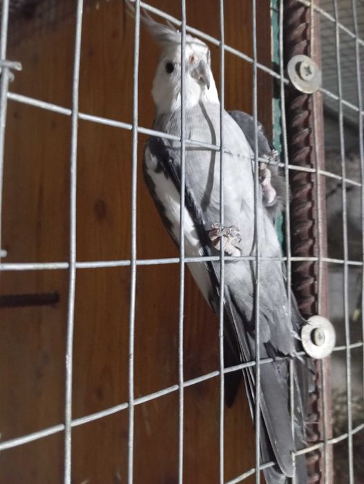 Aves Caturras  face branca