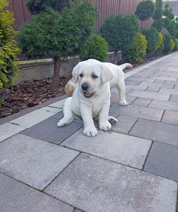 Лабрадори ретривери цуценята