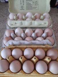 Jajka wiejskie 30 sztuk