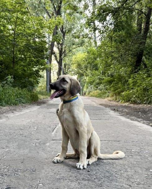 Kangal suczka 4 miesiace FCI