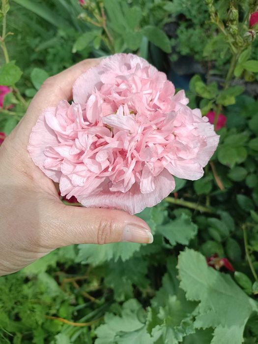 насіння садового маку піоновидного семена папавера асорті.