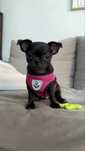 Piesek Chihuahua gotowy do odbioru