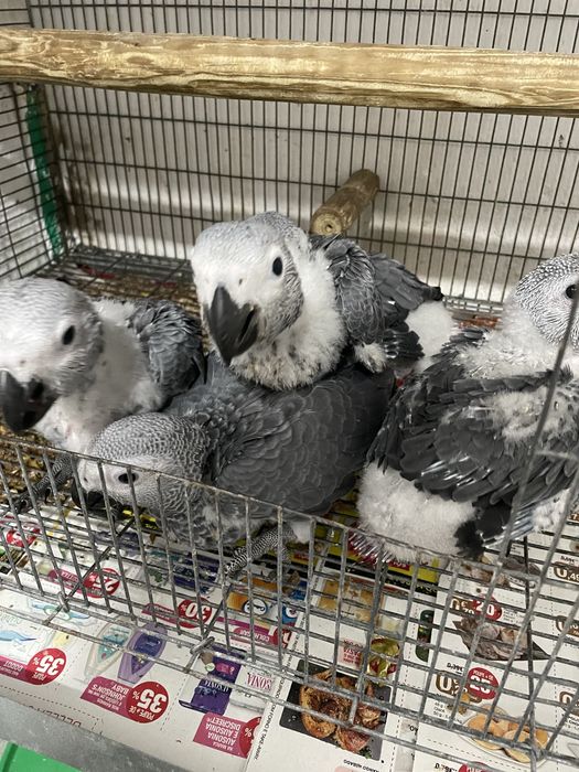 Papagaios cinzentos bebes