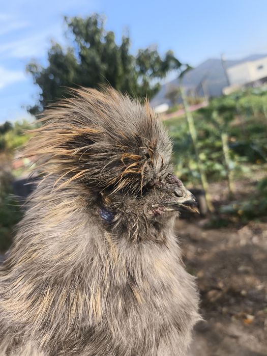 Sedosas macho nascidas em junho