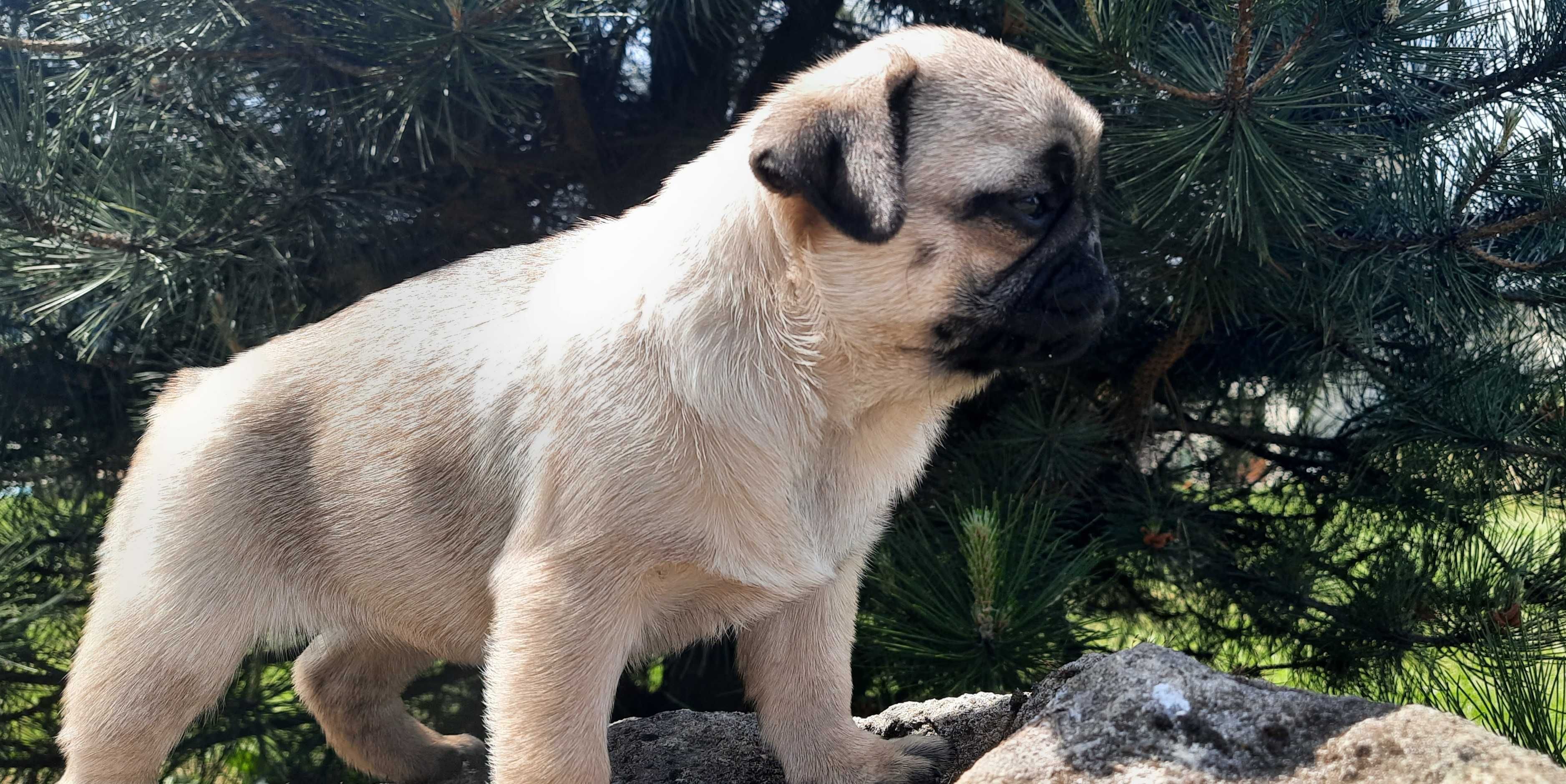 Mops suczka szczeniak Swiętokrzyskie