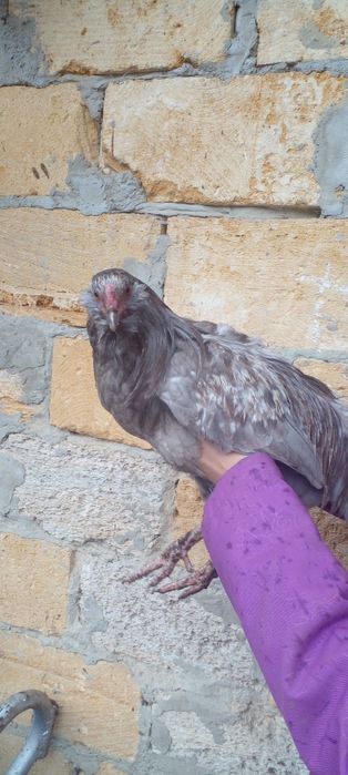 Петушки амераукана