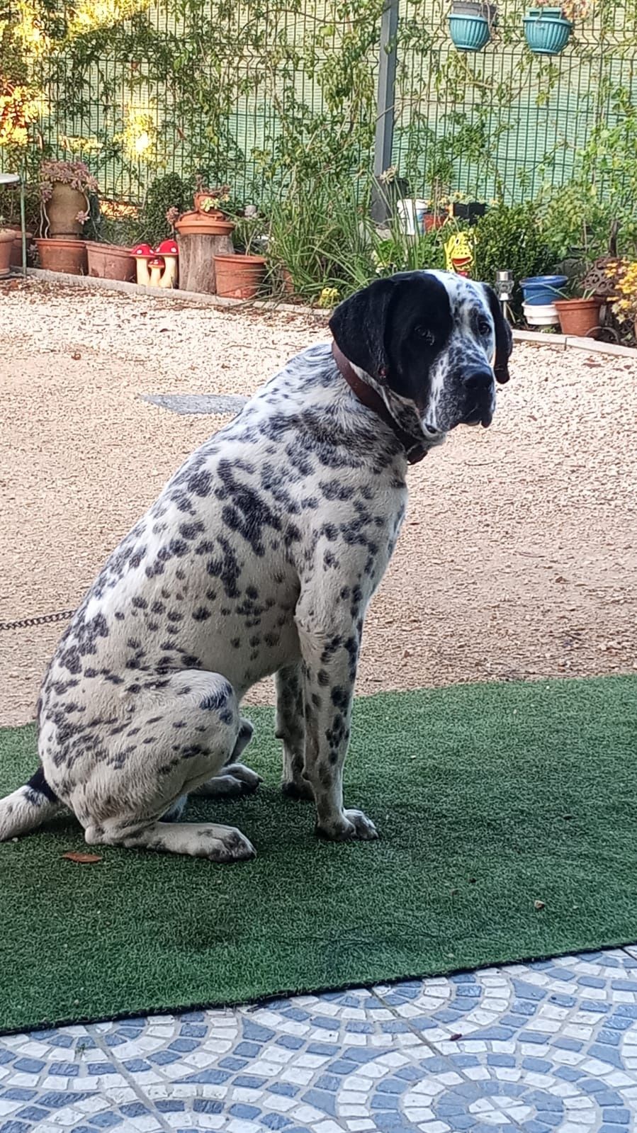 Dálmata com 1 ano