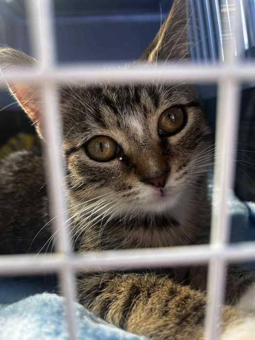 Dora - czarujące kocie dziecko