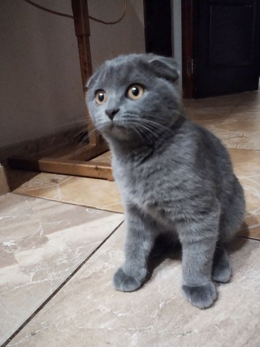 Продам шотландскую кошечку.