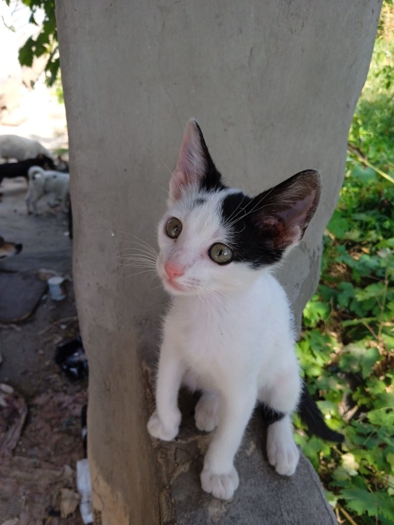 Кошенята в подарунок