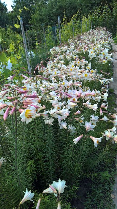 Лилии белые (королевские) трубчатые и ЛО гибриды, луковицы.