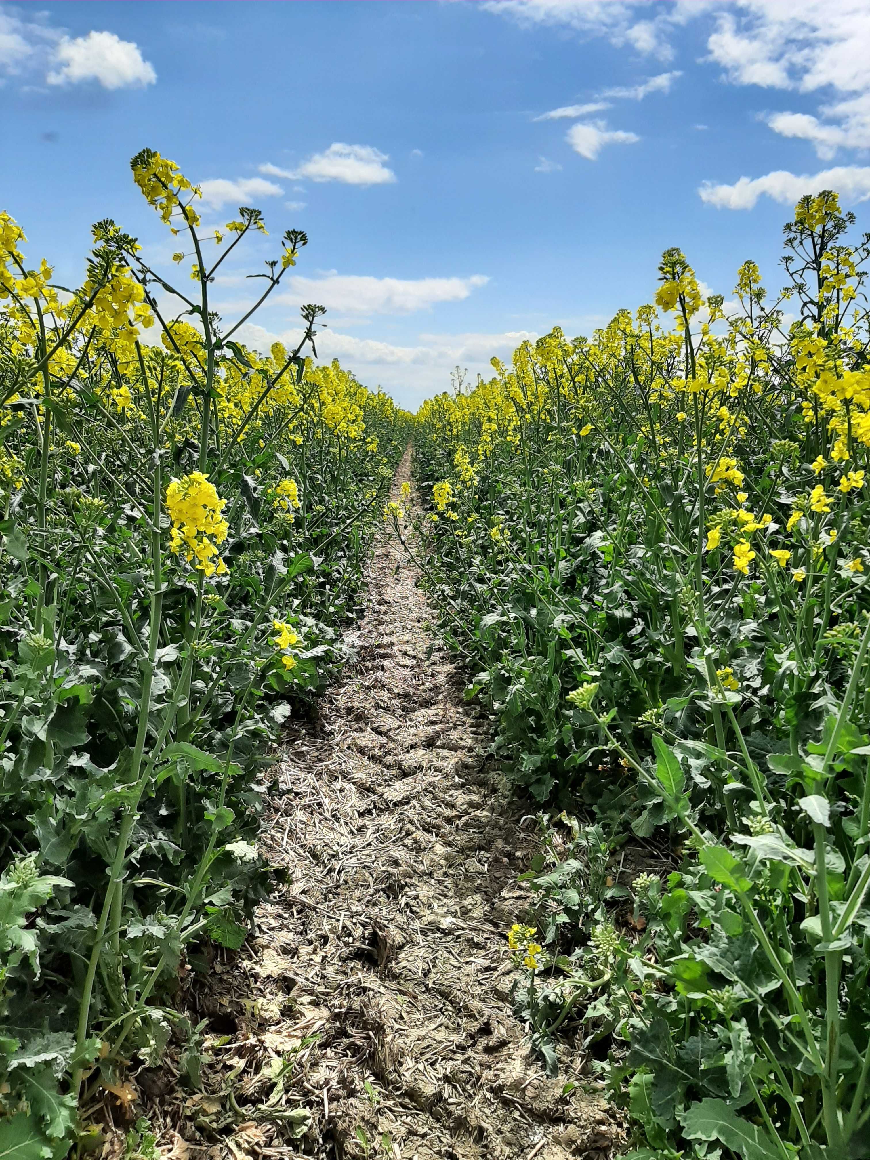 Usługa siewu pasowego zbóż jarych, soi, rzepaku,bezorkowo (Strip-till)