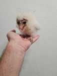 Aves para criar a mão