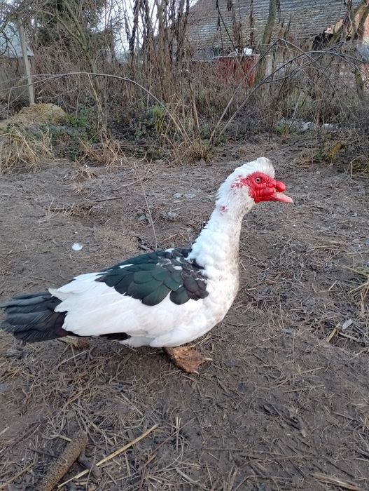 Kaczki piżmowe dorosłe