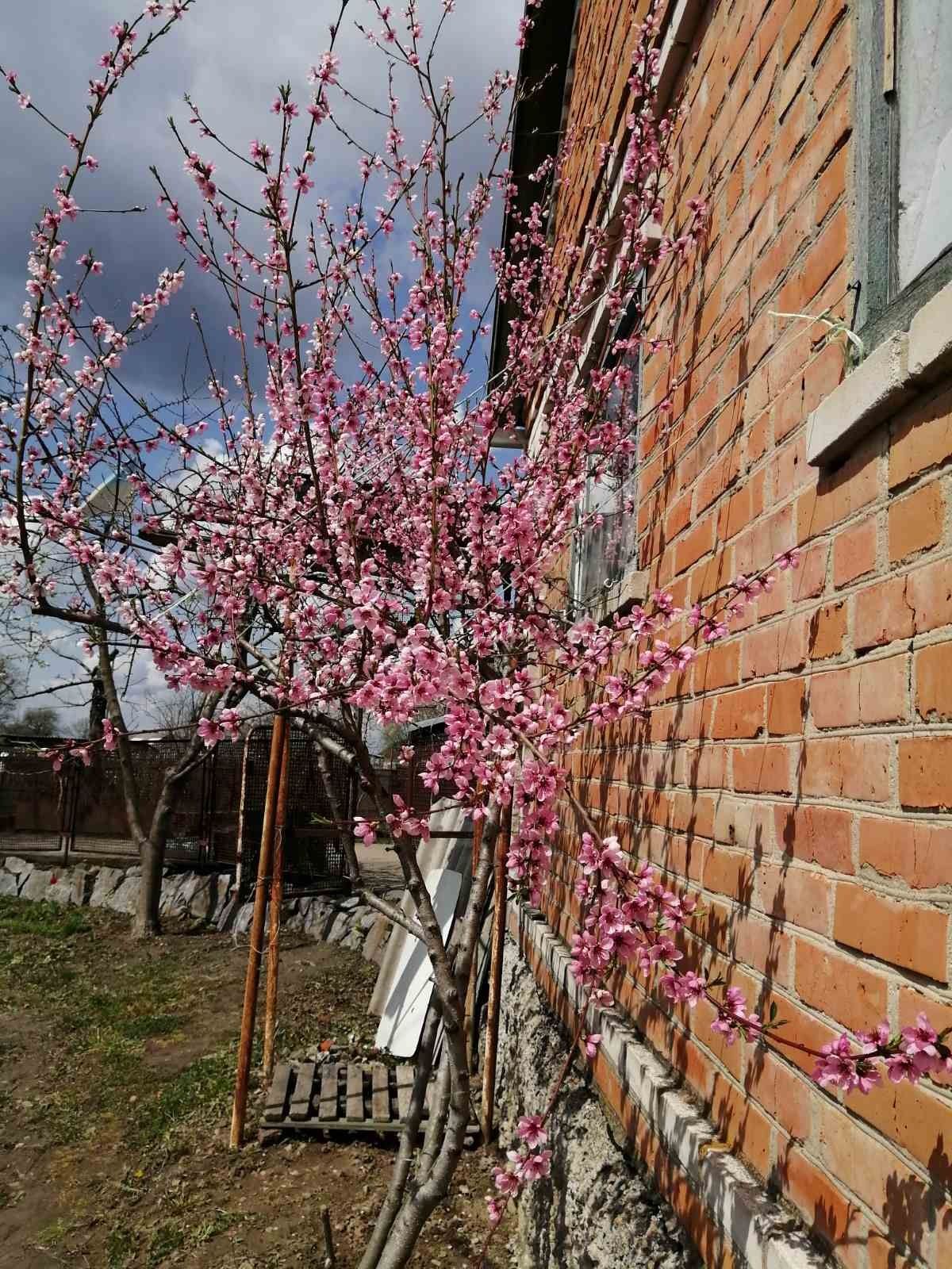 Саджанці персика "Білий лебідь. "приймаю замовлення на весну.