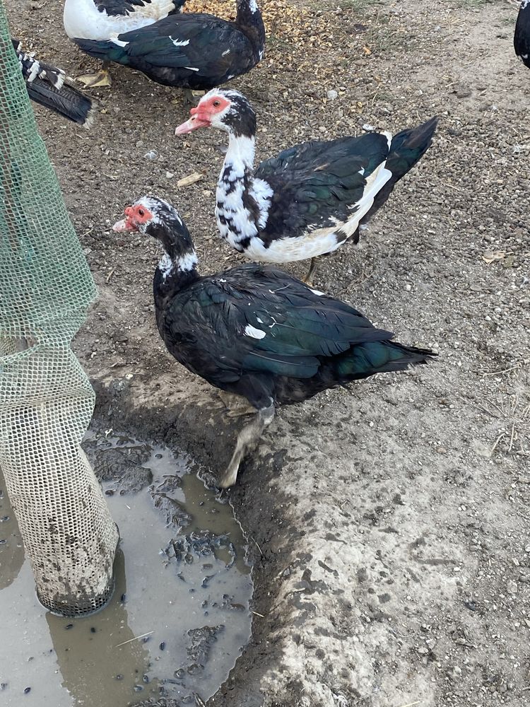 Vendo patos mudos