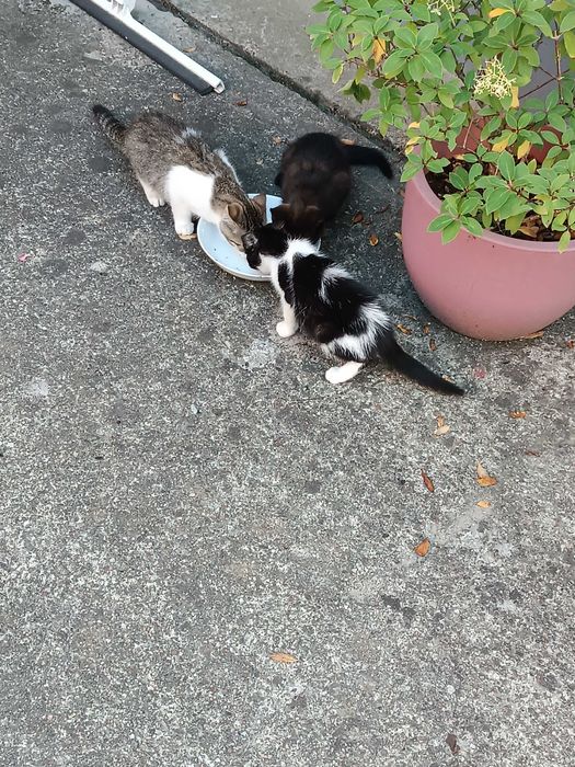 3 kociaki przed zimą szukają domku.