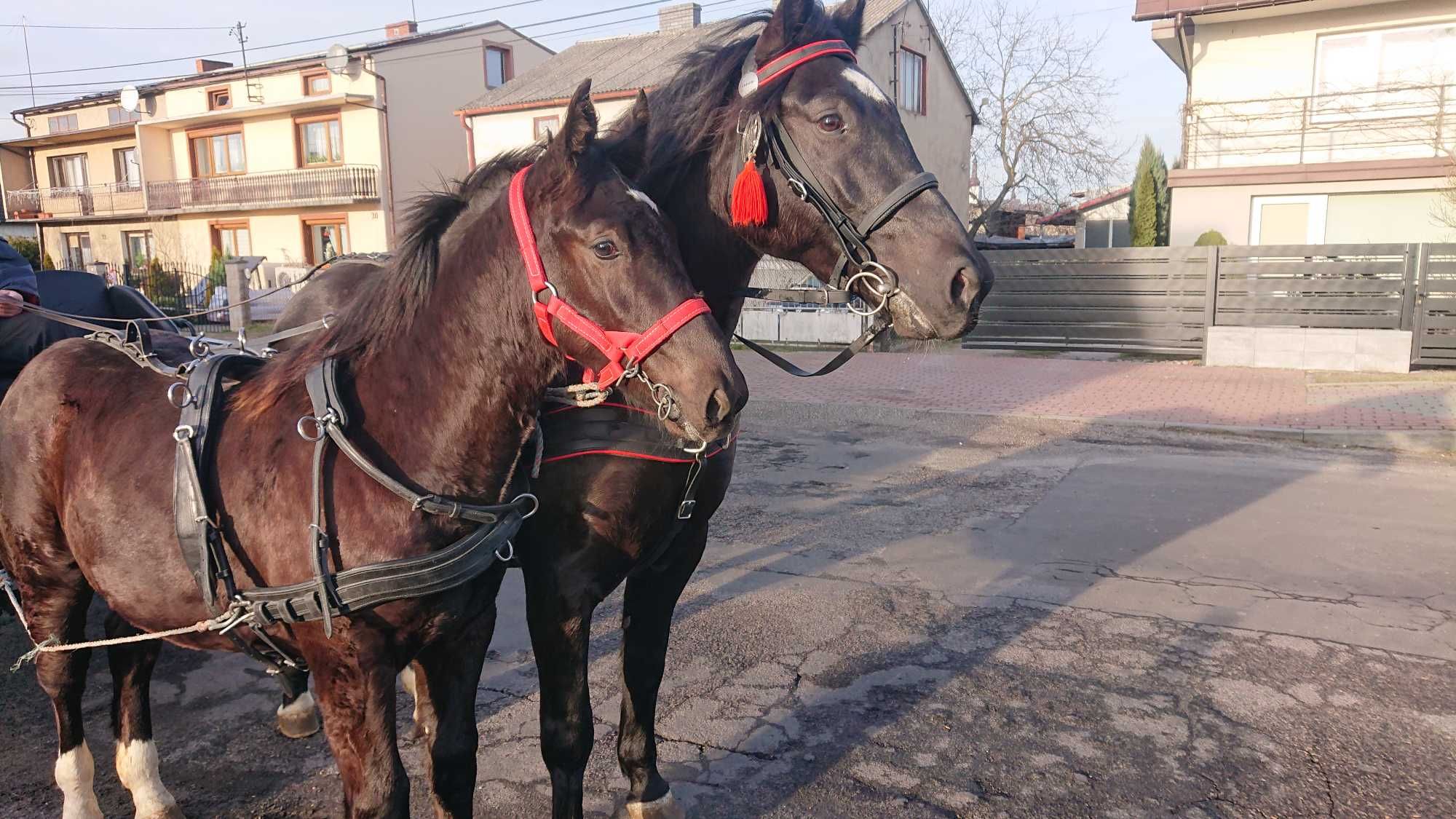 Konie rasy Śląskiej