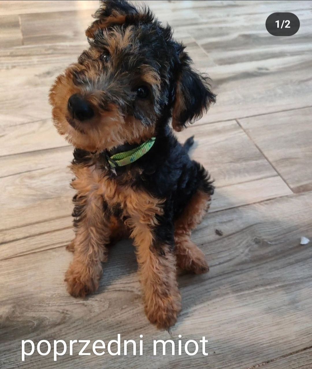 FCI Szczeniak Terier Walijski ZkwP Welsh terrier