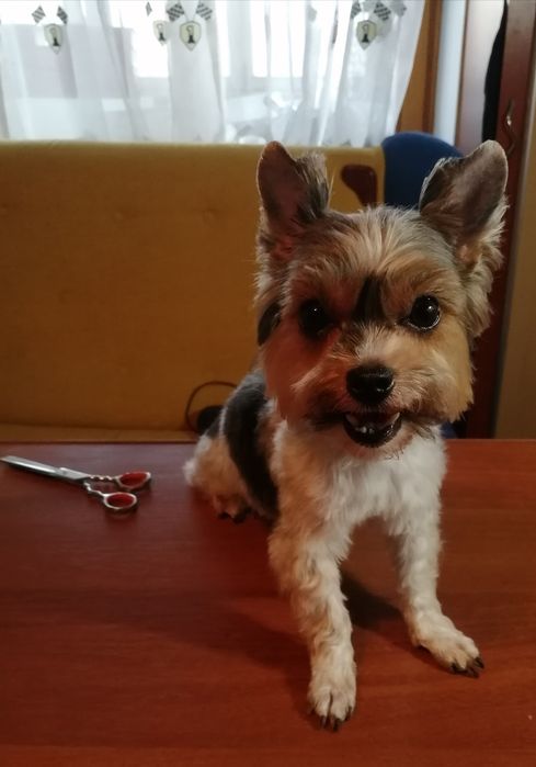 Стрижка собак малих порід послуги грумера виїзд на дом м.Васильків