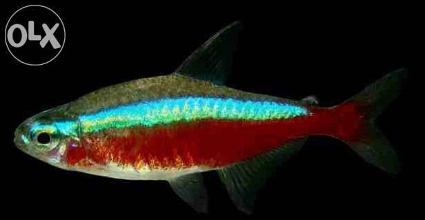 Neon czerwony XL ok 2,5 CM,dużo innych gatunków ryb od Tapajos.pl W-wa