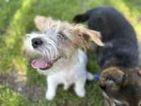 Jack Russell Terrier szczeniaczek piesek