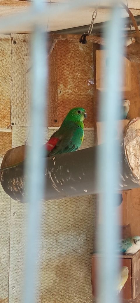 Red rumped machos