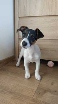 Jack Russell Terrier suczka