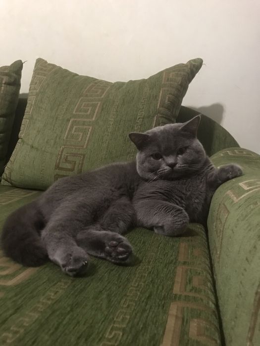 Шотландець -в’язка