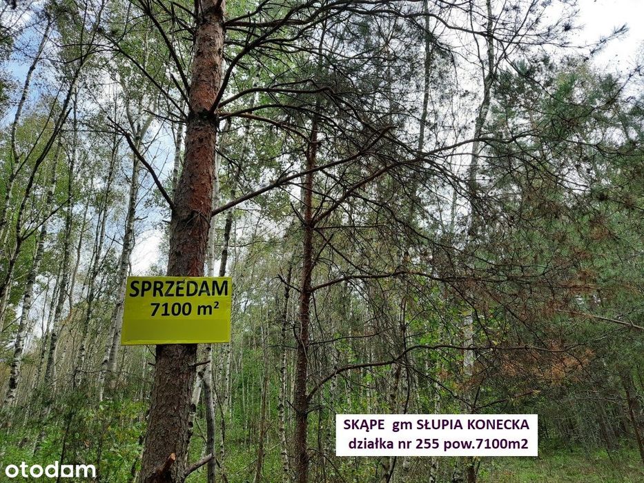 Najtańsza działka lesna 7100m2 (0,71ha) cena 11.900 zł - rezerwacja