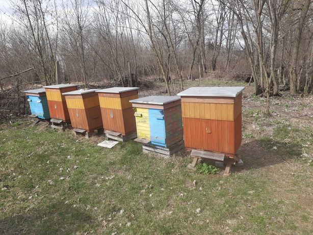 Ule pszczoły Ule z pszczołami lub rodziny pszczele
