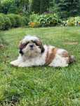 Piękna Sunia Shih-Tzu Tricolor • GOTOWA DO ODBIORU •
