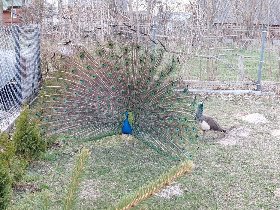 paw, pawie indyjskie