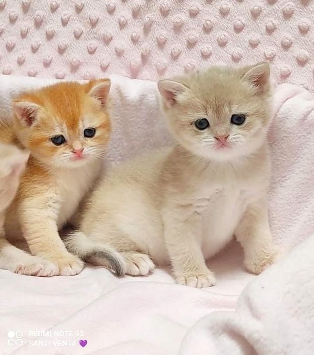 Британские золотые шиншиллы котята - тигрята