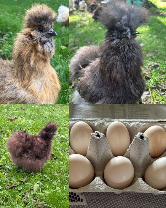 Jajka lęgowe kura silka silki jedwabiste kogut silka