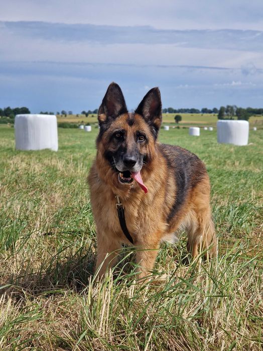 Hera, starsza owczarka czeka na dom