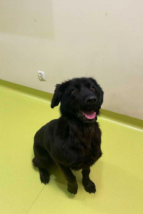 Wesoły psiak szuka nowego domu