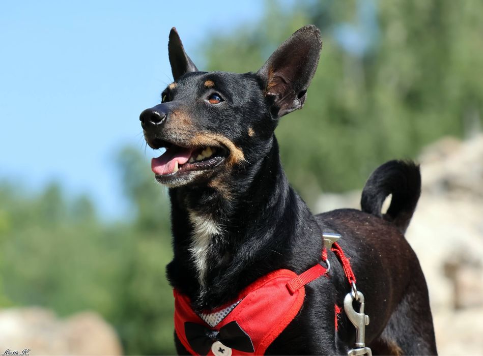 Pinczerek Miki szuka kochającego domku