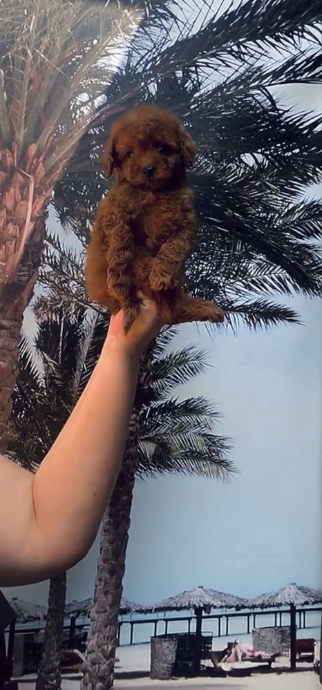 Boy toy poodle red braun Teddy той пудель тикап