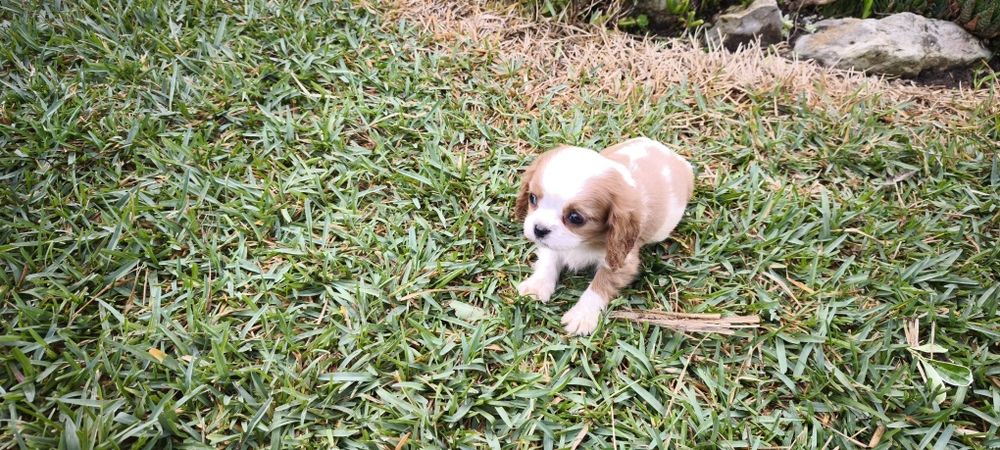 Cavalier king charles criado em ambiente familiar