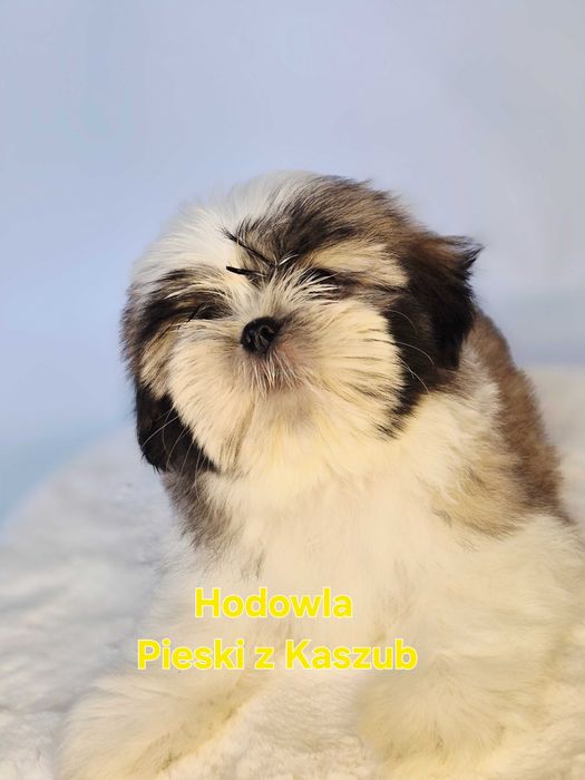 Shih-tzu Lucky Gotowy do Odbioru
