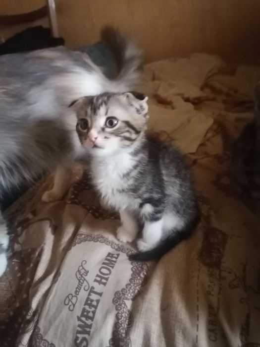 Отдам котят в хорошие руки